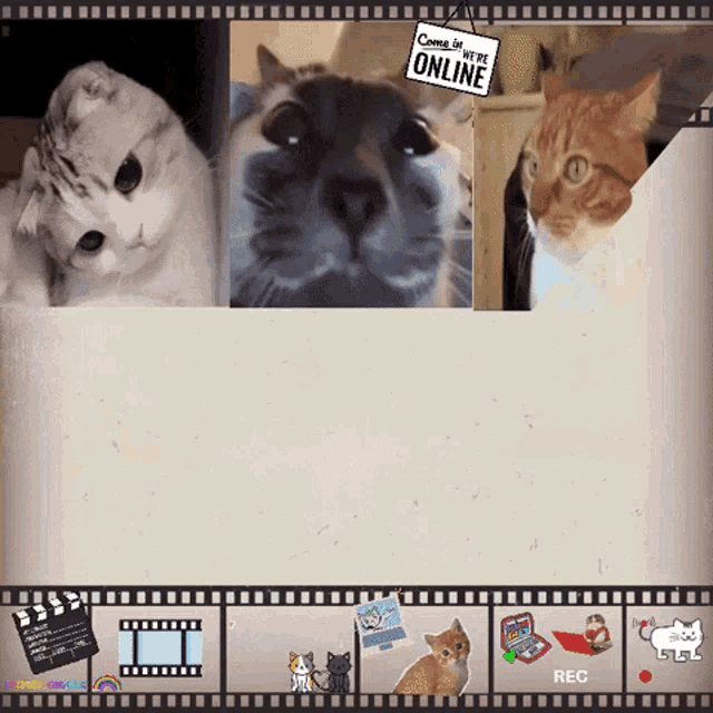Cats Online GIF - Cats Online Online Meeting GIFs