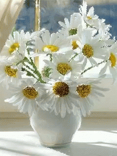 White Flowers GIF - White Flowers Pot GIFs