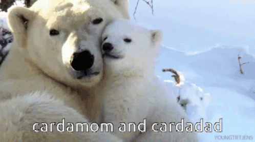 Cardamom Cardadad GIF - Cardamom Cardadad Cardamom And Cardadad GIFs