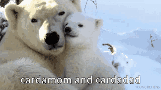 two polar bears hugging each other with the words cardamom and cardadad written below them