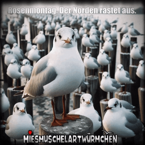 a seagull is standing on a post with the words rosenmontag der norden rastet aus