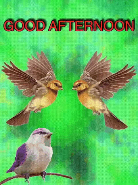 Birds Good Afternoon GIF - Birds Good Afternoon 下午好 GIFs