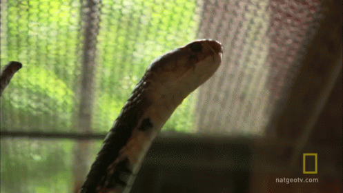 Gross Food GIF - Snake Bow Bow Down GIFs