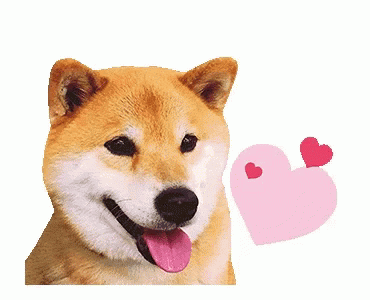 Dog Cute GIF - Dog Cute Shiba Inu GIFs