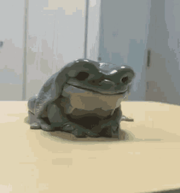 What The Where Did He Go GIF - What The Where Did He Go Frog GIFs