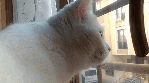 Amy The GIF - Amy The Cat GIFs