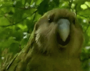 Dancing Parrot GIF - Dancing Parrot Excited GIFs