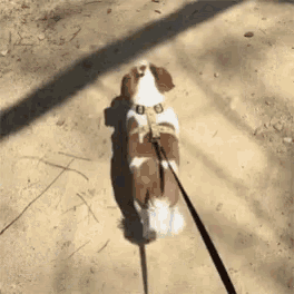 a brown and white dog on a leash is walking on a dirt path .
