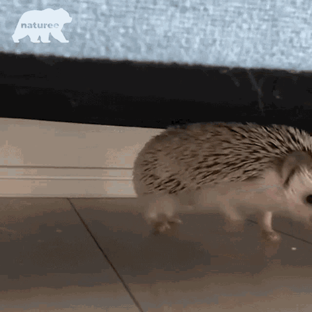 Stretching Spiky GIF - Stretching Spiky Hedgehog GIFs