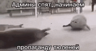a seal is laying on the ground next to another seal in a foreign language .