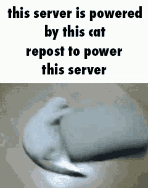 a cat is laying on a piece of soap and says `` this server is powered by this cat repost to power this server ''