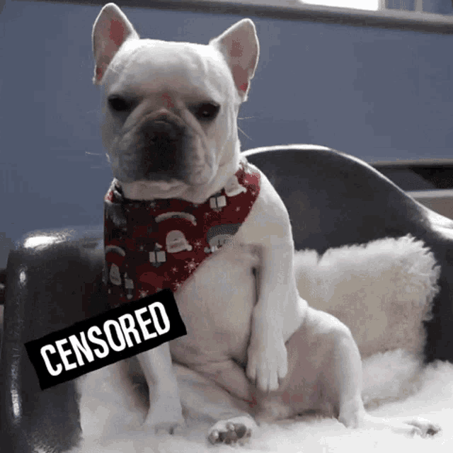 Censored French Bulldog GIF - Censored French Bulldog Pet GIFs
