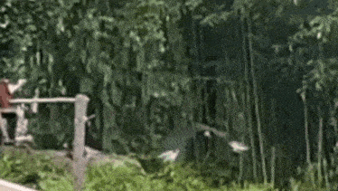a drone is flying through a forest with trees and grass .