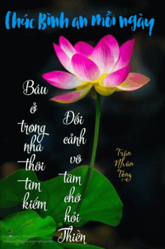Hoa Sen Lotus GIF