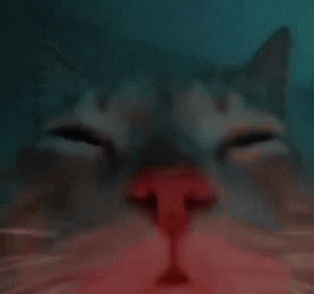 Cat Disco GIF - Cat Disco GIFs