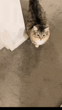 a cat standing on a carpeted floor looking up at the camera .