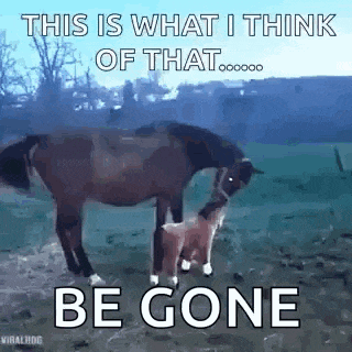 a horse and a goat are standing next to each other in a field and the goat is looking at the horse .
