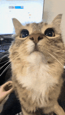 a close up of a cat 's face looking at the camera
