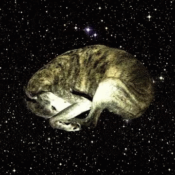 Space Dog GIF - Space Dog GIFs
