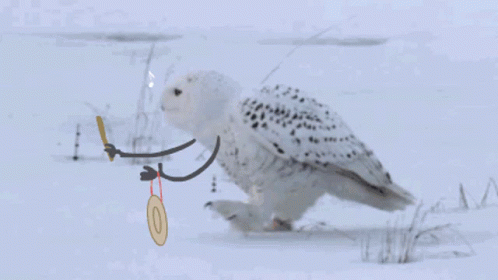 Snowy Owl White Owl GIF - Snowy Owl White Owl Owl GIFs