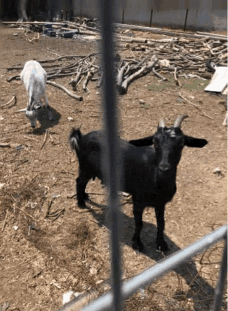 Goats Trkd GIF - Goats Trkd GIFs