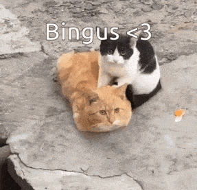 two cats are sitting next to each other on a rock with the words bingus < 3 below them .