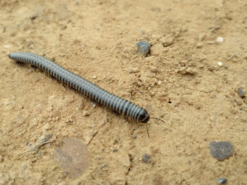 Myriapoda Worm GIF - Myriapoda Worm Sand GIFs