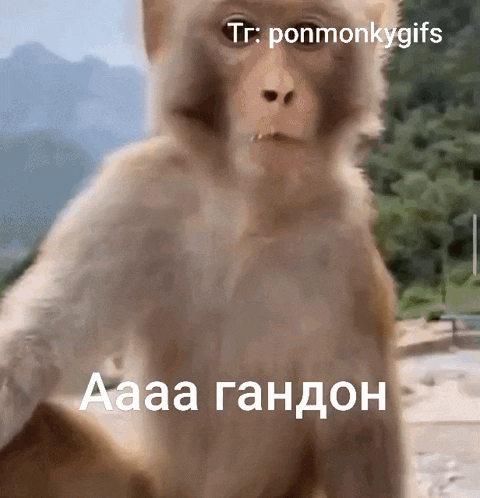 a picture of a monkey with the words tr ponmonkeygifs on the bottom