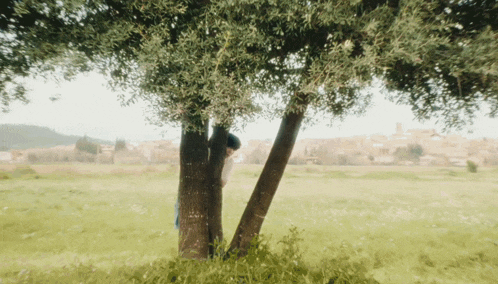 a tree in the middle of a field with a village in the background