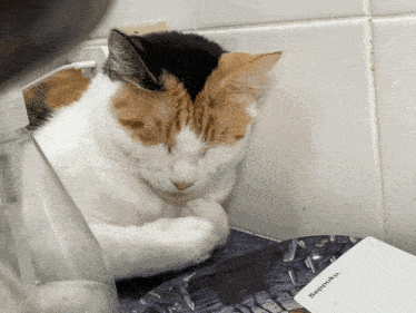 a calico cat is sleeping next to a soappaku