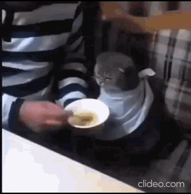 Cat Cat Eat Soup GIF - Cat Cat Eat Soup GIFs