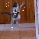 Cat Party Rock GIF - Cat Party Rock Playing Guitar GIFs
