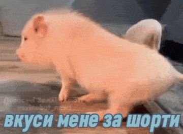 a pig is walking on a wooden floor with a caption in russian