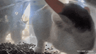 a cat is looking at a pile of coffee beans with the app in the corner