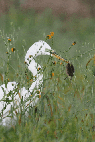 a white bird with a long beak is eating a bug in the grass