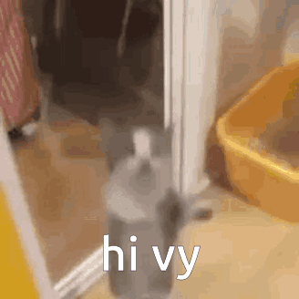 Hi Vy Cat Jump GIF - Hi Vy Cat Jump Cat Jumping GIFs