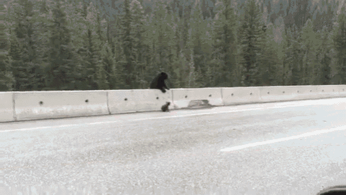 Bear Rescues Cub From Highway GIF - Bear Rescue Cub GIFs