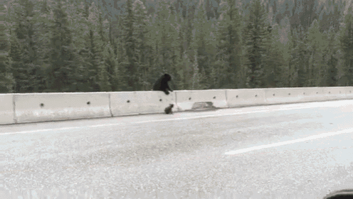 a bear is standing on the side of a highway .