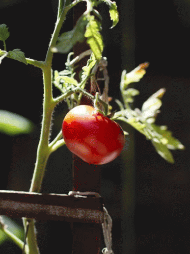 Tomato GIF - Tomato GIFs