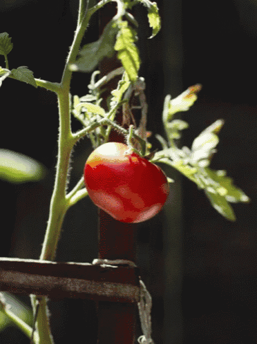a small red tomato is growing on a vine