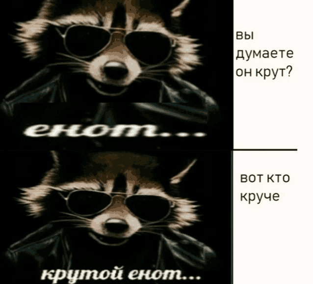 a picture of a raccoon wearing sunglasses and a black jacket