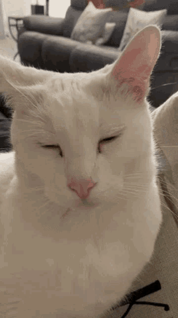 Sheldon Chillin Chill Cat GIF - Sheldon Chillin Chill Cat Cute GIFs