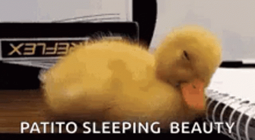 Duckling Sleeping GIF - Duckling Sleeping Falling Asleep GIFs