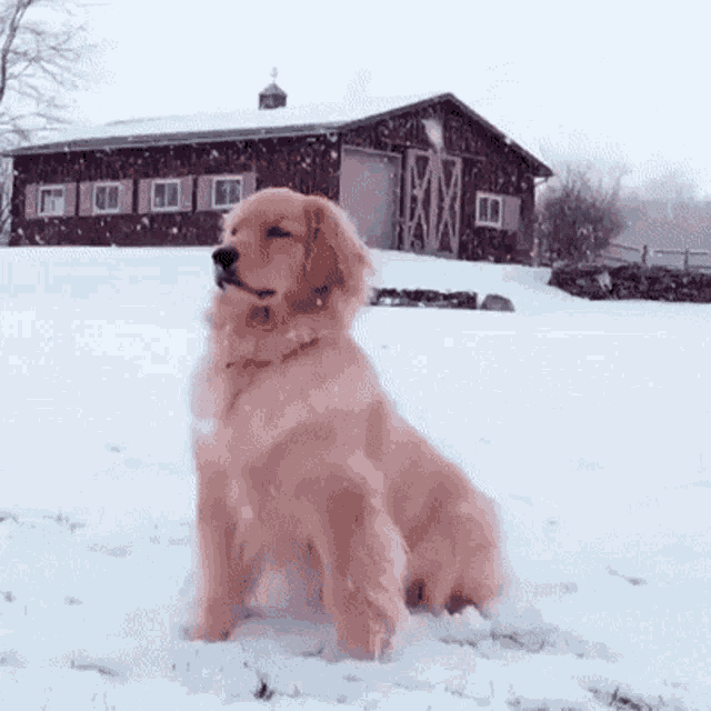 Dog Snow GIF - Dog Snow Pup GIFs
