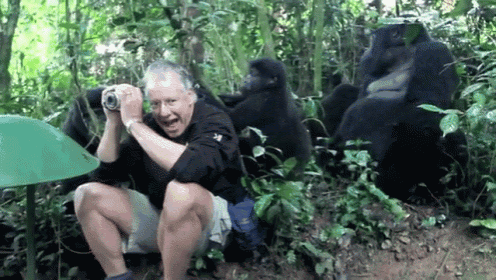a man taking a picture of gorillas in a jungle