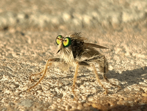 a close up of a fly with green eyes on a concrete surface