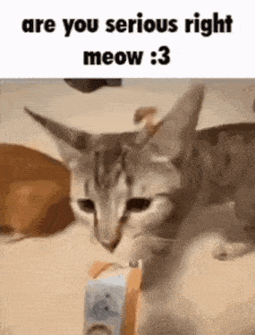 a cat is laying on a bed with a box in its mouth and looking at the camera .