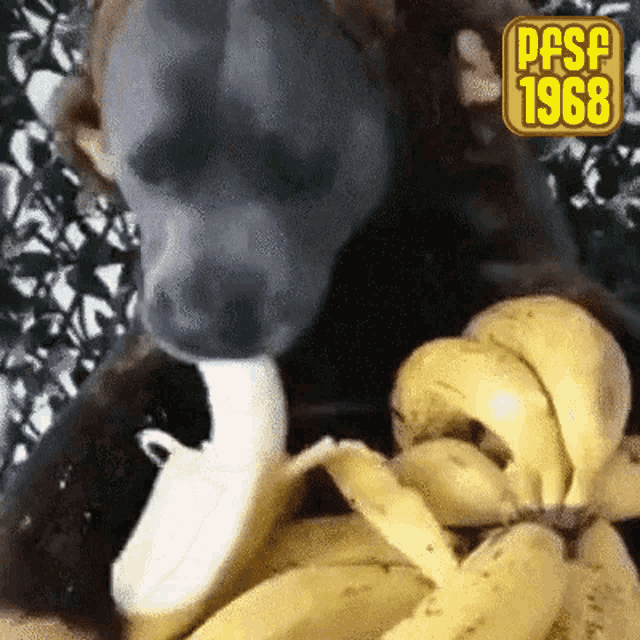 Pfsf1968 Banana GIF - Pfsf1968 Banana Dog GIFs