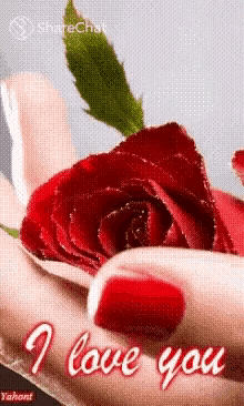 a woman 's hand is holding a red rose with the words `` i love you '' written on the bottom .