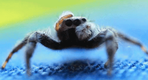 Bugs Spiders GIF - Bugs Spiders Hands GIFs